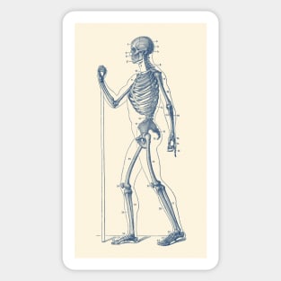 Side View Skeletal Diagram - Vintage Anatomy Poster Sticker